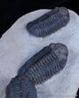 Triple Phacops Trilobite Plate - Very Displayable #2308-2
